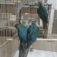 جوجه شاه طوطی و گرینچیک