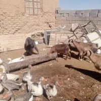 بز خارجی|حیوانات مزرعه|کبودرآهنگ, |دیوار