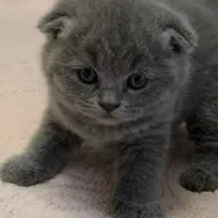 بیرتیش اسکاتیش/بلو دبل فلد/۲ماهه اصیل/آپارتمانی|گربه|فردیس, شهرک ناز|دیوار