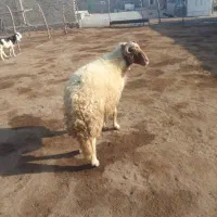 قوچ درجه یک مال جنی یا برای قصاب هم گوشت