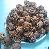 اجاره گردو و بادام تکاندن گردو|خدمات باغبانی و درختکاری|اصفهان, تیران|دیوار