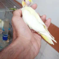 فروش جوجه های عروس در رامشیر