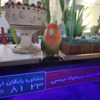 طوطی برزیلی|پرنده|شیراز, شهرک امیر کبیر|دیوار