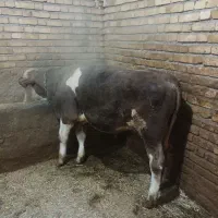 گوساله|حیوانات مزرعه|کلاترزان, |دیوار