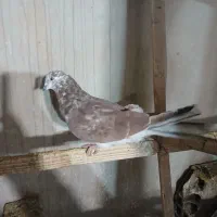 کفتر پرشی نر