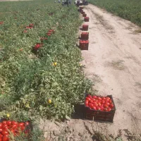 گوجه پی اس درجه ۱