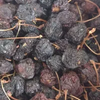 گردو روغنی الموت|خوردنی و آشامیدنی|قزوین, |دیوار