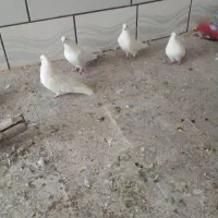 کبوتر تهرونی