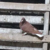 کبوتر دورگ و شهری بهبهونی