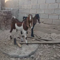 دو عدد کهری نر بزری مخصوص داشت|حیوانات مزرعه|شیراز, کوشک بیدک|دیوار