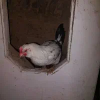 خروس|حیوانات مزرعه|ملایر, |دیوار