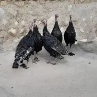 بوقلمون نر|حیوانات مزرعه|بروجرد, |دیوار