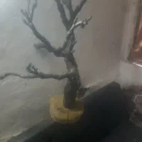 کنده انگور خشک جهت تزیینات و گل مصنوعی