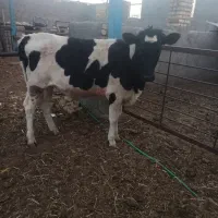 فروش گوساله ماده یک ساله