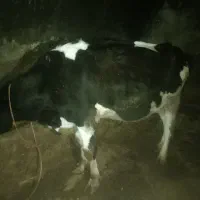 چهار راس گاو|حیوانات مزرعه|دوتپه, |دیوار