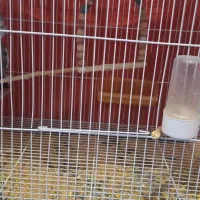 فروش عروس هلندی|پرنده|تربت جام, یحیی آباد|دیوار