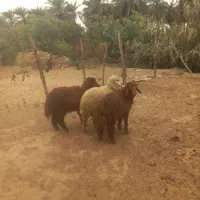 بره ماده