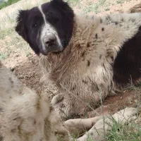 واگذاری سگ قدریجونی|سگ|بوانات, |دیوار