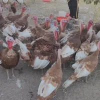 بوقلمون بوربون محلی|حیوانات مزرعه|بوکان, |دیوار