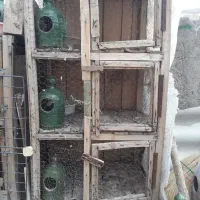 جفتکن کبوتر