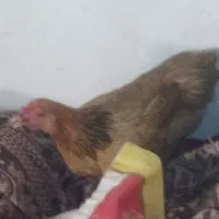 فروش مرغ خروس