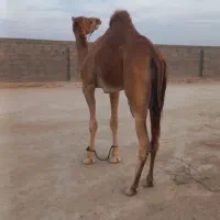 شترنرفروشی|حیوانات مزرعه|بندرعباس, |دیوار