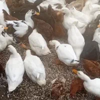 اوردک محلی|حیوانات مزرعه|چابکسر, |دیوار