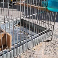 سهره|پرنده|سیدان, |دیوار