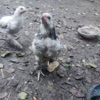 جوجه سه ماهه برهمااصل باقیمت مناسب بفروش میرسد