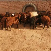 22راس بره ماده افشاری و گله گرد.