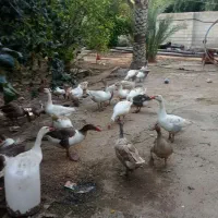 غاز|حیوانات مزرعه|شوشتر, |دیوار