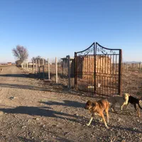 زمین ۲ بر زراعی کشاورزی گلخانه ای|فروش زمین و ملک کلنگی|نظرآباد, صالح آباد|دیوار