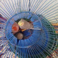 یک عروس هلندی دست آموز نر|پرنده|میاندوآب, |دیوار