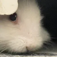 خرگوش مینی لوپ