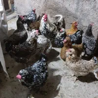 تخم‌مرغ گلین و ریشو|حیوانات مزرعه|شوشتر, |دیوار