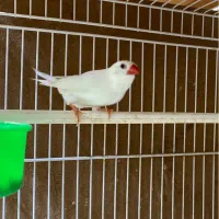 فنچ کرواتی ، زبرا اورنج ، بنگالی|پرنده|مشهد, سرافرازان|دیوار