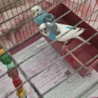 یک جفت مرغ عشق