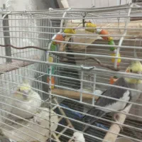 عروس هلندی جوان|پرنده|فشم, |دیوار