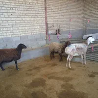 ۳شیشک|حیوانات مزرعه|کوهدشت, |دیوار