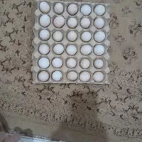 تخم مرغ مرغ سیاه
