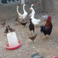 دستگاه جوجه کشی و مرغ و جوجه