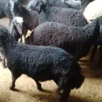 فروش میش بره دار