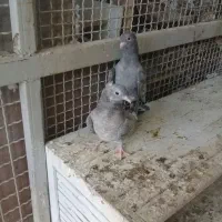 سینه سبز و سوسنی و سینه سرور|پرنده|شیراز, بعثت|دیوار