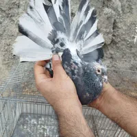 کبوتر پرشی|پرنده|اصفهان, سلطان‌آباد|دیوار