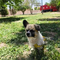 فروش یک سگ دو رگه بسیار هوشیار