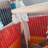 عروس هلندی|پرنده|لولمان, |دیوار