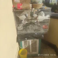 کبوتر طوقی کفترطوقی زرین سیاه الماسی زرد ابی|پرنده|پردیس, فاز ۴|دیوار