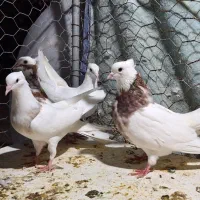 سه عدد طوقی|پرنده|آبدانان, |دیوار