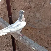 کفتر|پرنده|قم, وادی السلام|دیوار