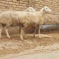 میش دوقلو زا ابستن سینه کردی ، میش بره دار